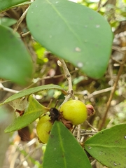 Eugenia reinwardtiana