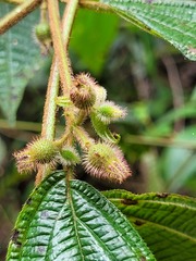 Miconia dentata