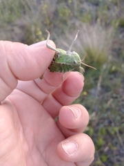 Alcamenes granulatus