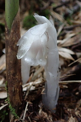 Monotropastrum humile