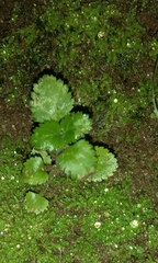 Stemodia verticillata