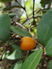 Eugenia reinwardtiana