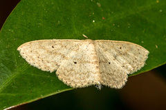 Scopula actuaria