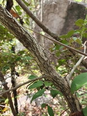 Eugenia reinwardtiana