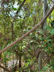 Eugenia reinwardtiana