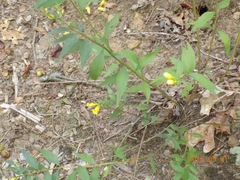 Aureolaria virginica