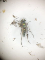 Amblypsilopus dorsalis