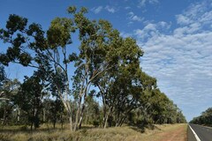 Eucalyptus populnea