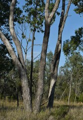 Eucalyptus populnea