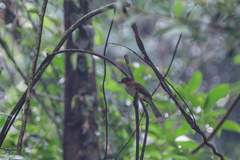 Hemixos castanonotus