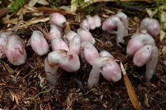 Monotropastrum humile