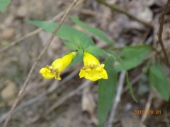 Aureolaria virginica