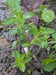 Limnophila aromatica