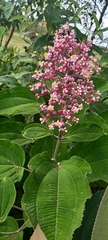 Miconia xalapensis