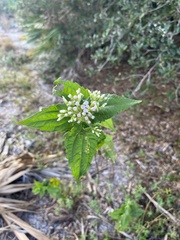 Eupatorieae