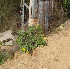 Verbesina encelioides