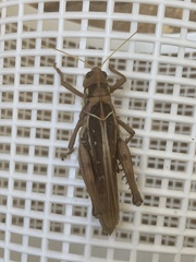 Kraussaria angulifera