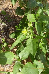 Verbesina encelioides