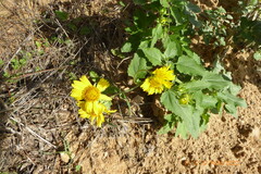 Verbesina encelioides