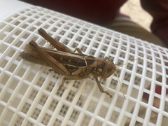 Kraussaria angulifera