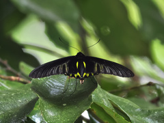 Troides amphrysus
