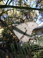 Morpho polyphemus