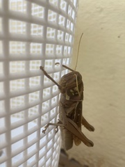 Kraussaria angulifera