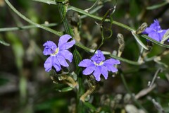 Dampiera dysantha