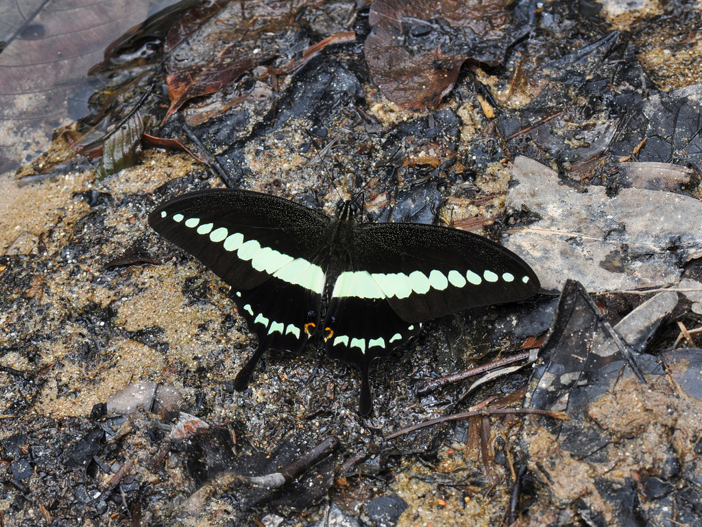 小斑凤蝶（Papilio demolion）
