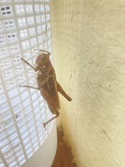 Kraussaria angulifera