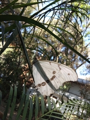 Morpho polyphemus