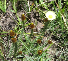 Helichrysum herbaceum