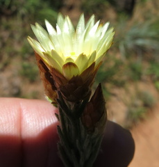 Helichrysum herbaceum