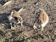 Alopochen aegyptiaca