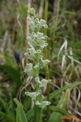 Platanthera brevicalcarata