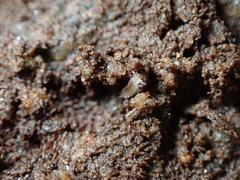 Miktoniscus patiencei