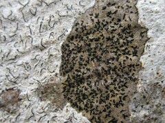 Opegrapha