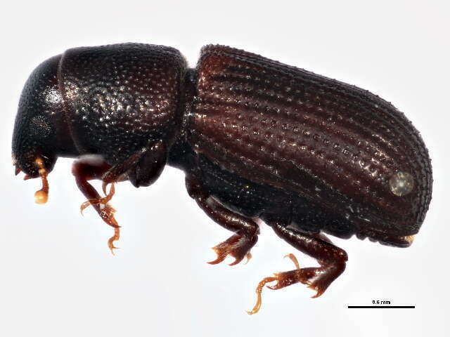 Pentarthrum (Coleoptera (beetles) of the British Indian Ocean Territory ...