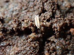 Miktoniscus patiencei
