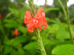Stachytarpheta mutabilis