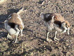 Alopochen aegyptiaca