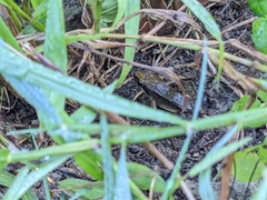 Rana longicrus