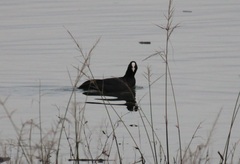 Fulica atra