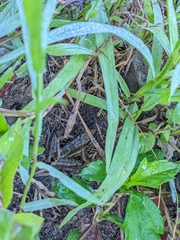 Rana longicrus