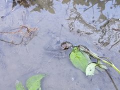 Rana longicrus