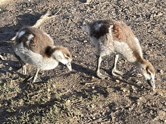 Alopochen aegyptiaca