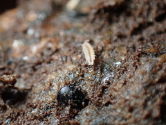 Miktoniscus patiencei