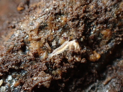 Miktoniscus patiencei