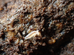 Miktoniscus patiencei