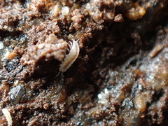 Miktoniscus patiencei